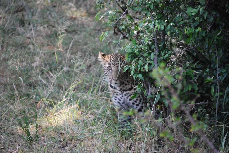 Un curioso safari, dos leopardos, leones despeluchados y muchas despedidas - Regreso al Mara - Kenia (28)